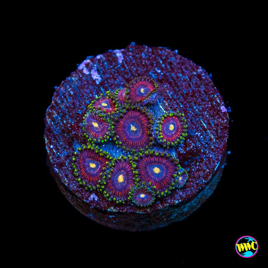 WWC Mini Me Zoanthids