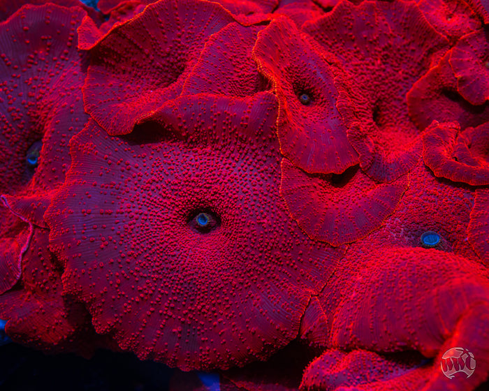 WWC Red Jaguar Disco Mushroom
