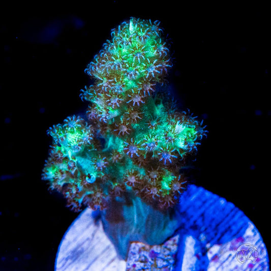 WWC Solomon Hairy Leather - (NON-WYSIWYG)